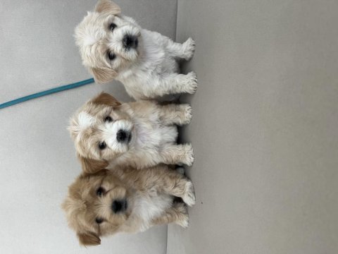 Kaliteli maltipoo yavruları için ulaşabilirsiniz