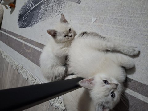 British shorthair kedisi