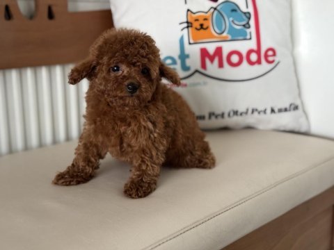 Redbrown tea cup kore poodle yavrularımız