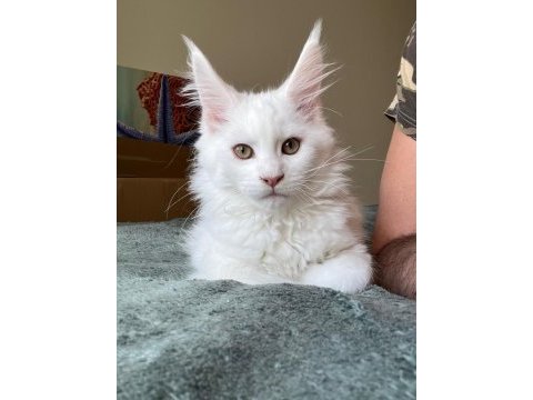 Safkan maine coon yavrular