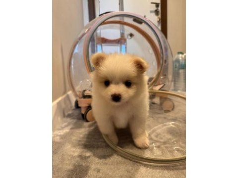 Pomeranian spitz beyaz oyuncu sevecen tanemim dişi 4 aylık