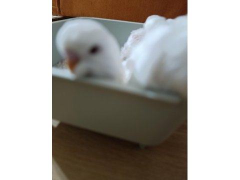Jumbo albino kırmızı göz muhabbet kuşu yavruları