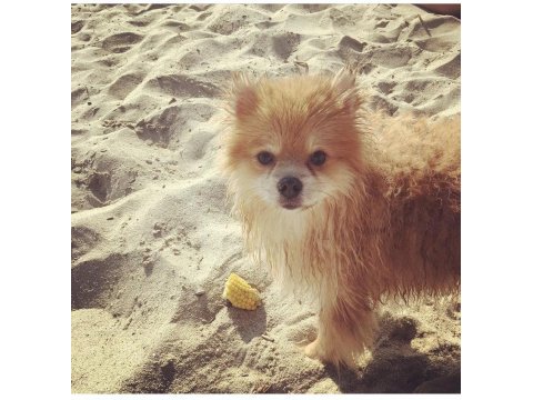 Pomeranian 3 yaşında erkek