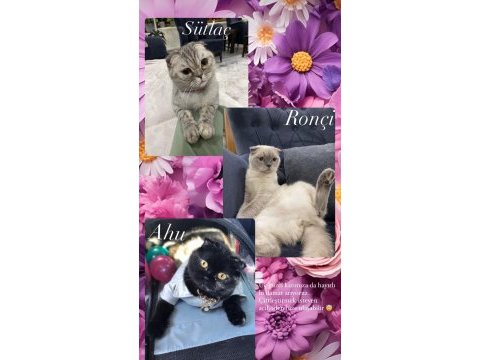Çiftleştirme ilanı scottish fold