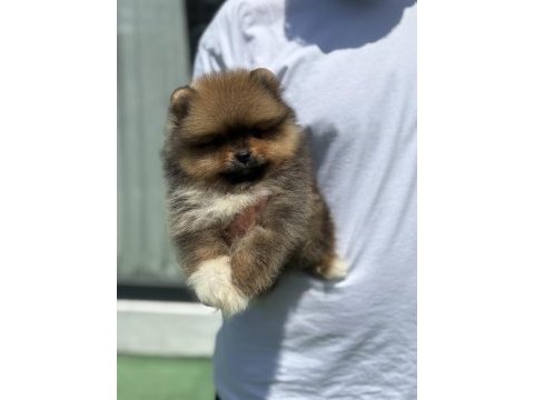Yakışıklı teddy boo pomeranian