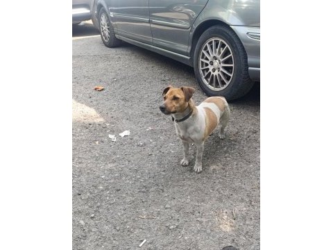 Orjinal saf kan jack russell