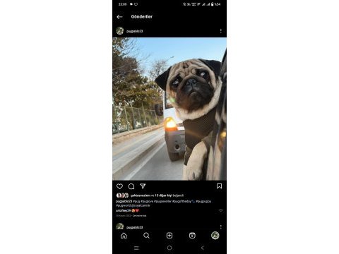 Tuvalet eğitimli çok akıllı pug deprem bölgesinden
