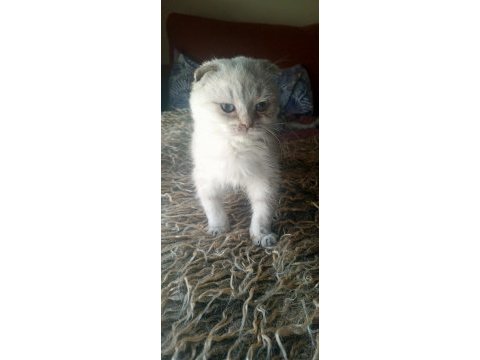 Safkan ırk garantili scottish fold yavrular