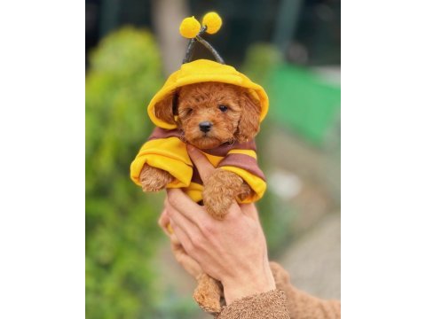 Arı maya poodle
