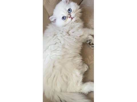 Acil ve ücretsiz sahiplendirme british longhair