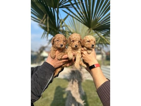 Toy poodle muhteşem bebişler