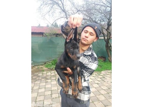 Doberman yavruları