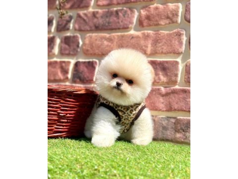 Safkan pomeranian boo bebekler