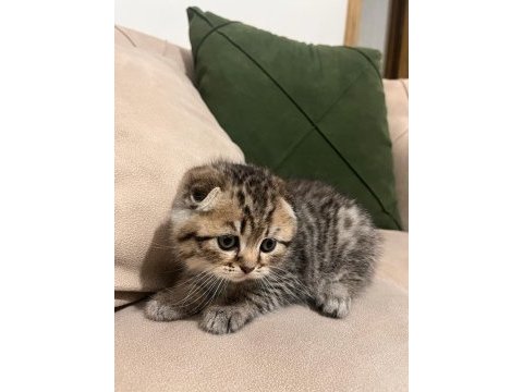 Isparta izmir gönderim mevcut 2 aylık scottish fold
