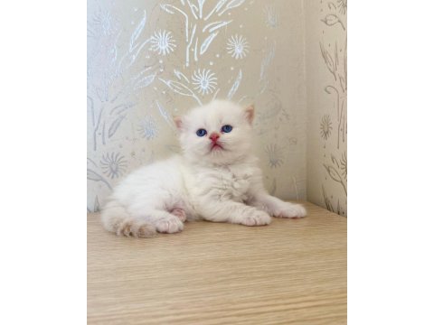 British longhair