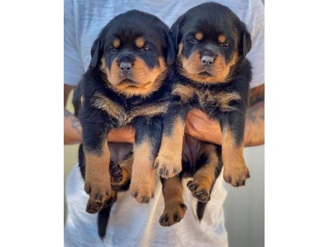 Canavar kalitesinde rottweiller yavrular