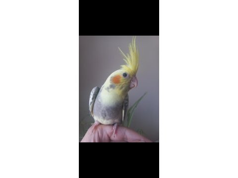 Full evcil ısırmaz sultan papağanı yavrusu