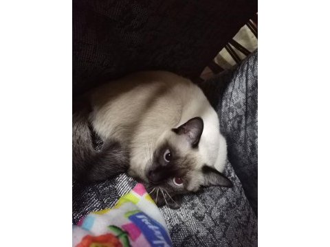 Mavi göz kırık kuyruk siyam kedisi