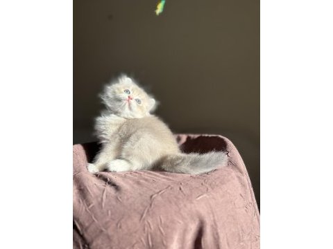 Nadir renk blue golden ay11 british longhair