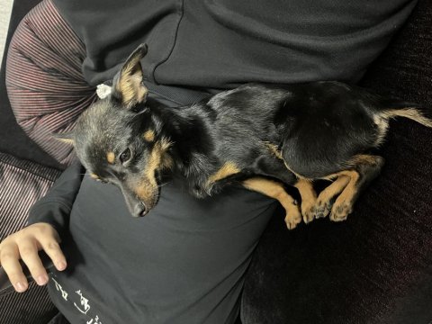 4 aylık erkek pinscher köpeğim