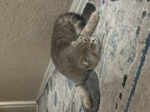 Minik scottish fold kız