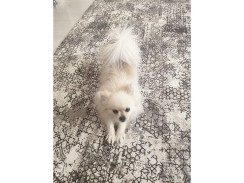 Pomeranian oğlum