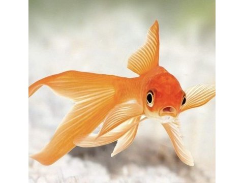 Oranda japon balığı