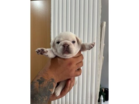 Egzotik french bulldog yavrularımız rezerve açılmıştır