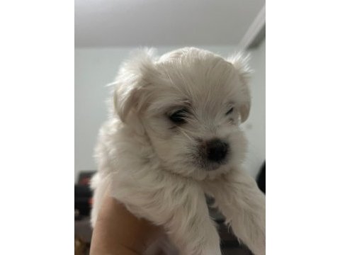 Maltipoo cinsi bebekler
