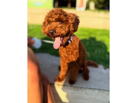 1 yaşında poodle miniğimizi sahiplendirmek istiyoruz