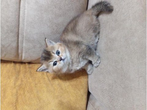 British shorthair gold