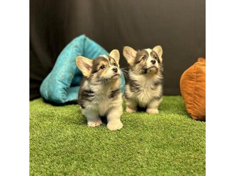 Pembroke welsh corgi yavruları - club k9 güvencesiyle
