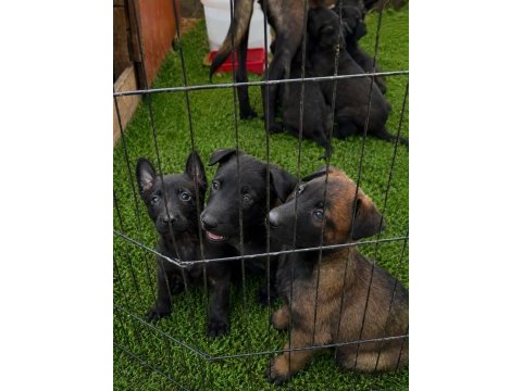 Dark malinois köpeğimiz
