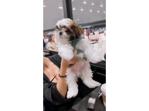 Irk sağlık garantili kimlikli bebek shih tzu