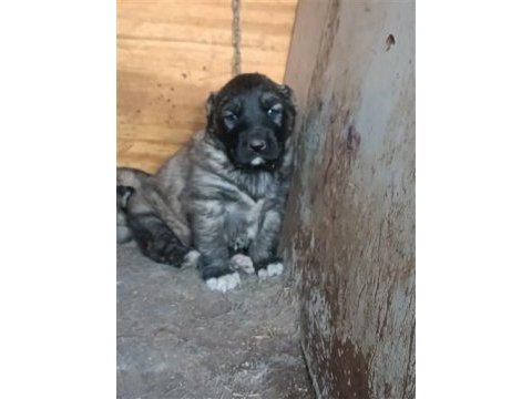 Kangal köpeği yavruları yeni evini arıyor