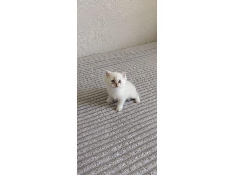Dişi ve erkek british shorthair yavrularımız