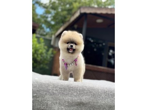 Yavru pomeranian boo köpeklerimiz