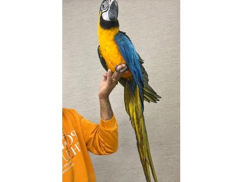 Macaw papağanlarımız