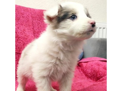 Border collie