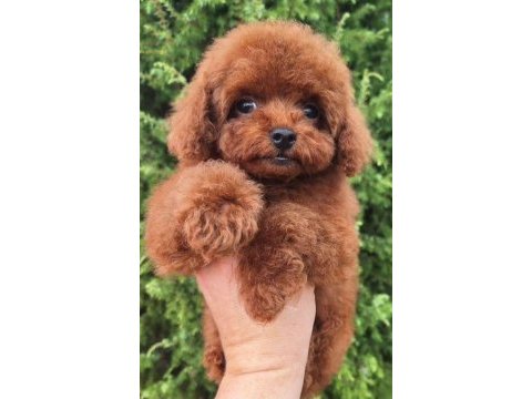 Orjinal toy poodle çocuklar