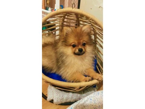 Pomeranian boo köpeği
