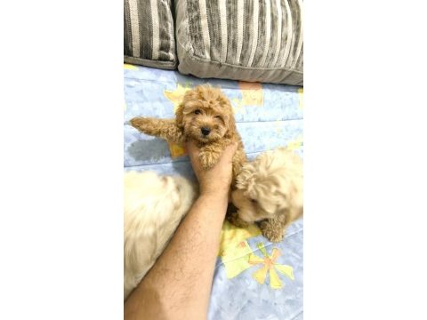 Maltipoo yavrular
