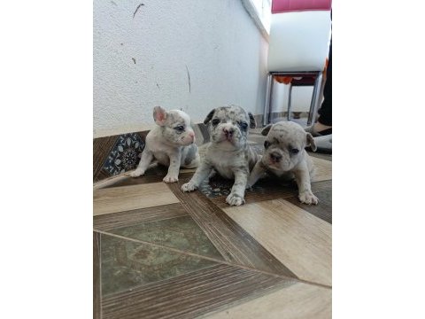 Görebileceğiniz en tatlı french bulldog bebekler