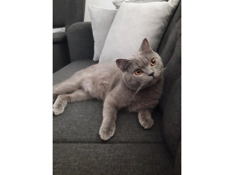 Oyuncu kedimiz duman british shorthair