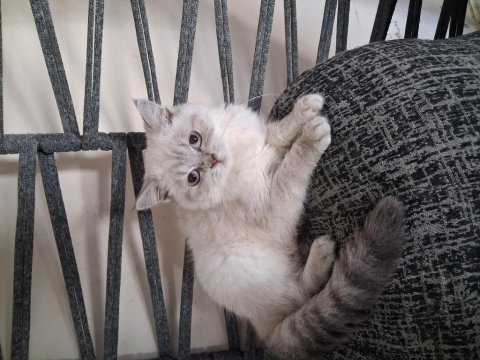 Safkan ırk saglık garantili british shorthair