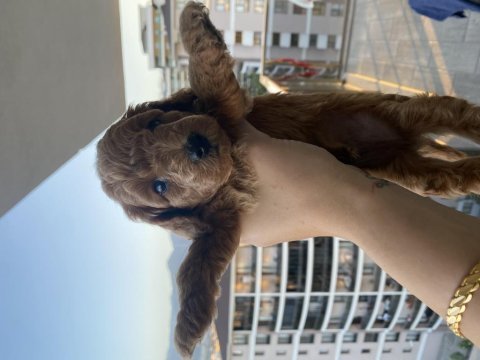 Orjinal toy poodle yavruları kendi köpeğimin yavrusu