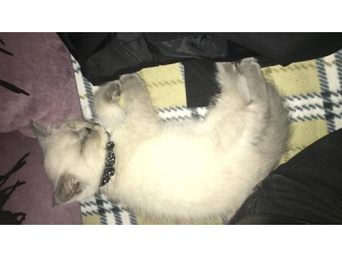 2 aylık british shorthair erkek