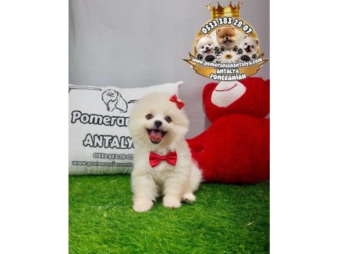 Antalyada ırk ve sağlık garantili pomeranian boo