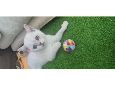 4 aylık erkek blue point kedimiz