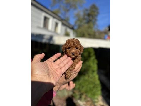 Kore teacup poodle çiftlikten
